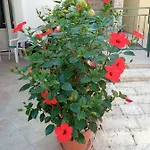 Sime تروغير